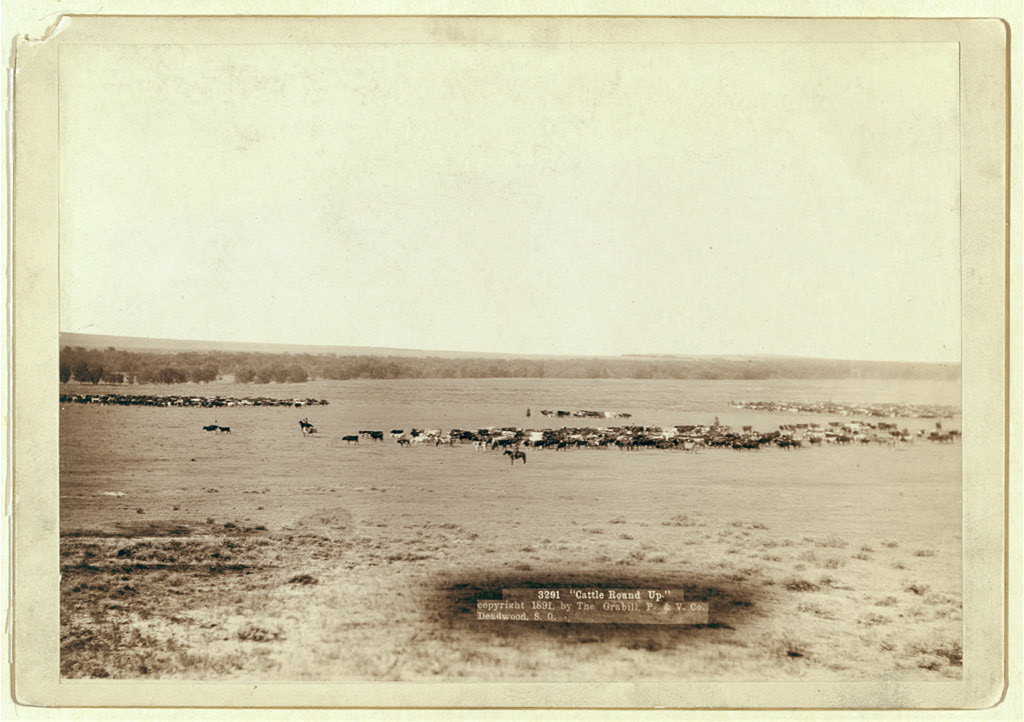Cattle roundup scene photographed by J.C.H. Grabill, 1888 — the same era as the Chisholm Trail drives through Montague County's Red River Station crossing