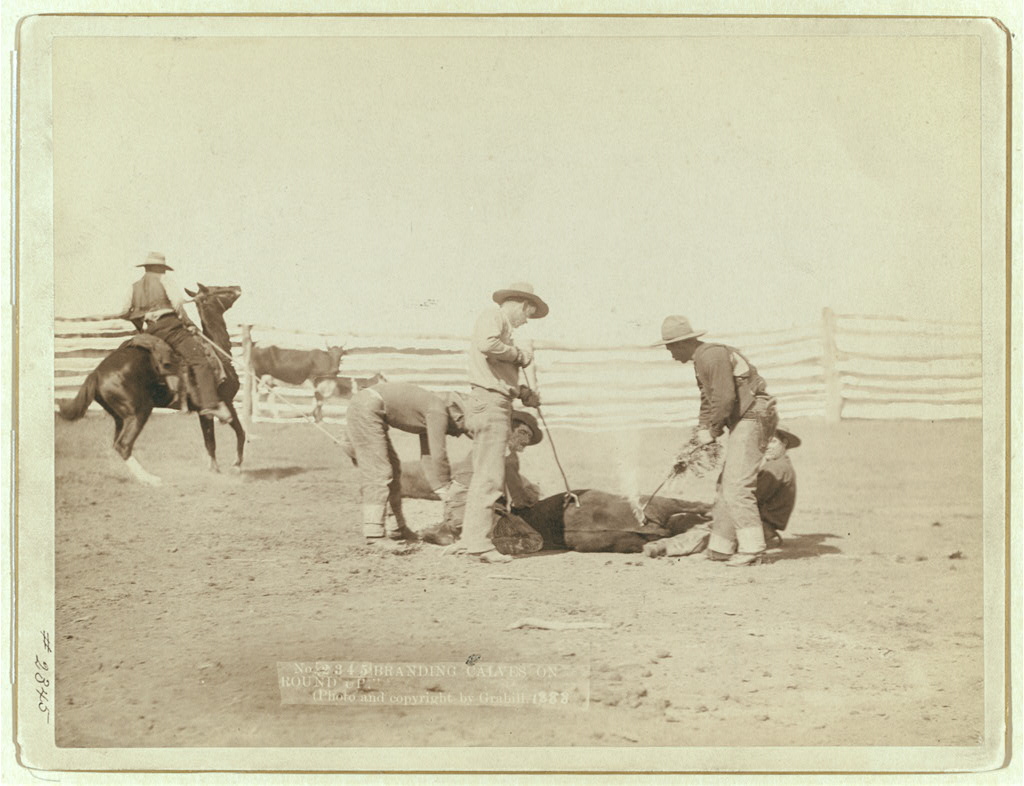 Cowboys branding calves on roundup, South Dakota, 1888 — J.C.H. Grabill photograph documenting the cattle-drive era whose songs and poetry passed through Montague County's Red River Station