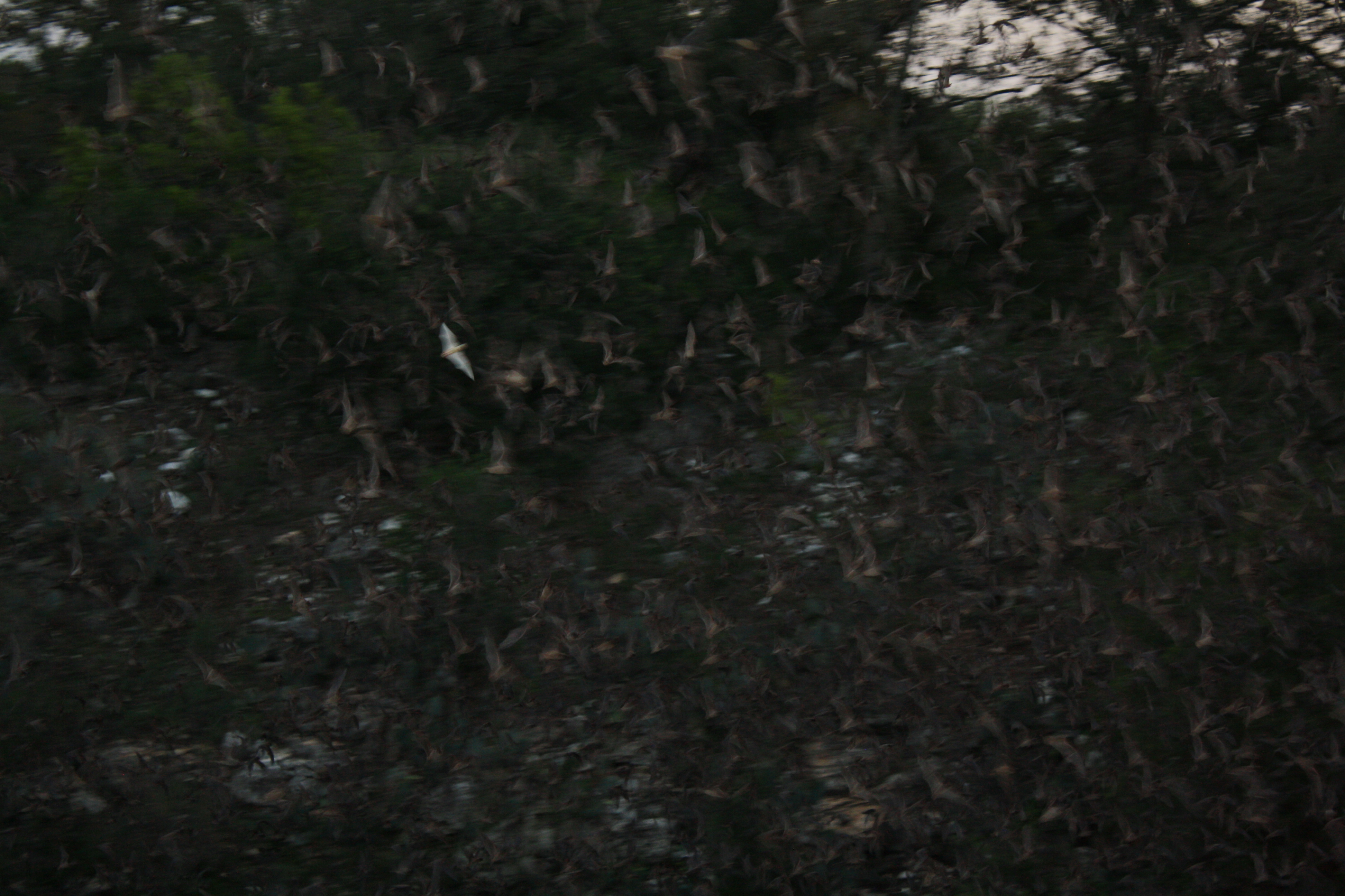 Mexican free-tailed bats exiting Bracken Bat Cave in Texas at dusk — the species is the primary bat of Montague County, roosting in bridges, barns, and building crevices across the area