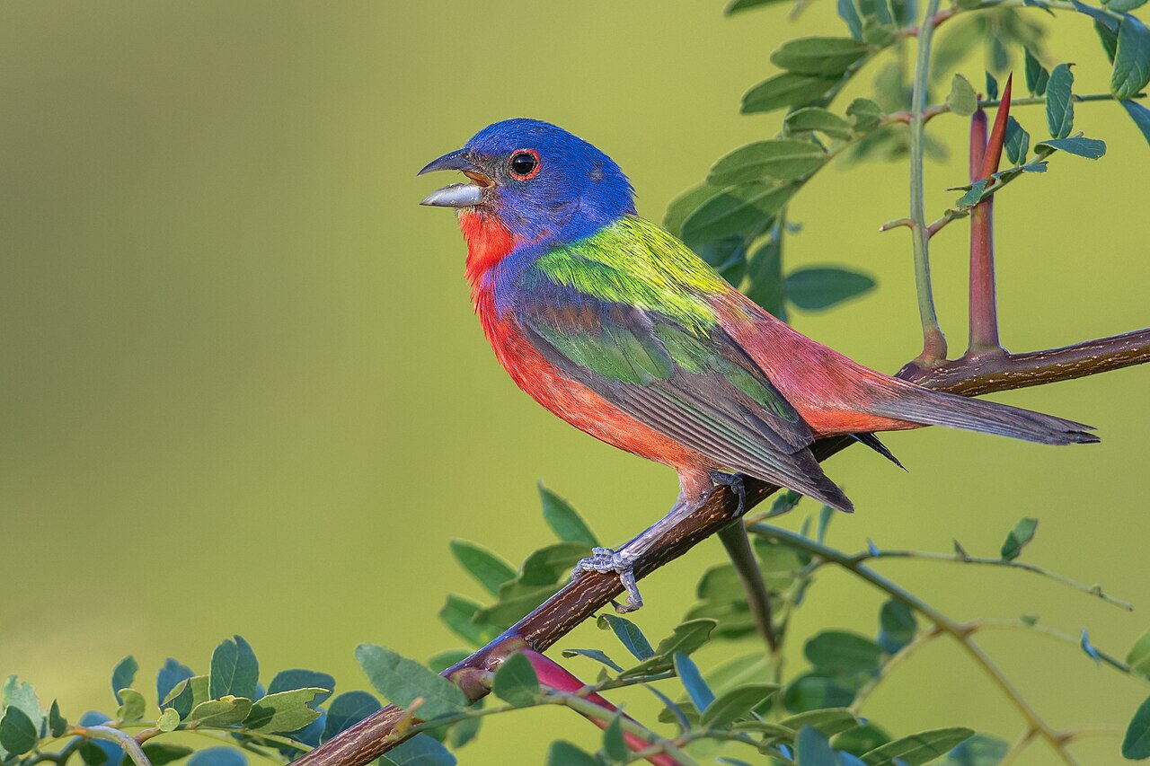 A male painted bunting singing — one of the most vividly colored songbirds of the spring migration through Montague County and the Cross Timbers corridor